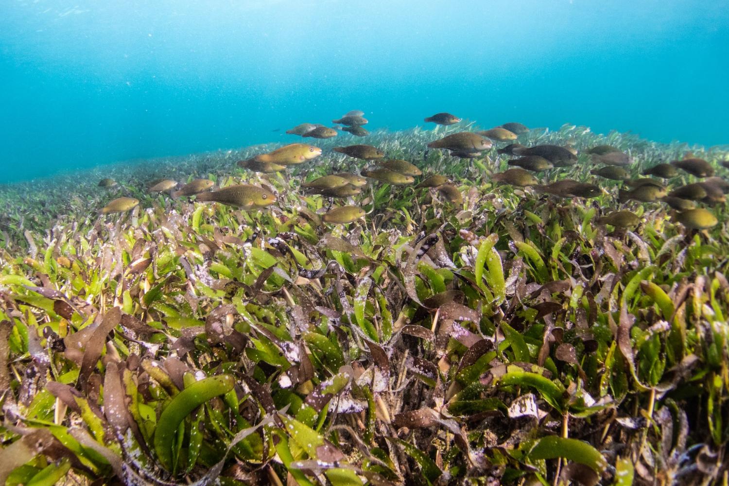 Can Seagrasses Fight Global Warming and Spur Sustainable Development?